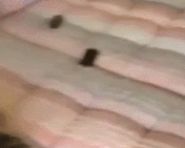 目测动物版本的马
